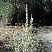 ambrosia psilostachya